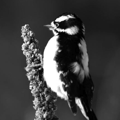 Use #2 for a stick: Call a Woodpecker